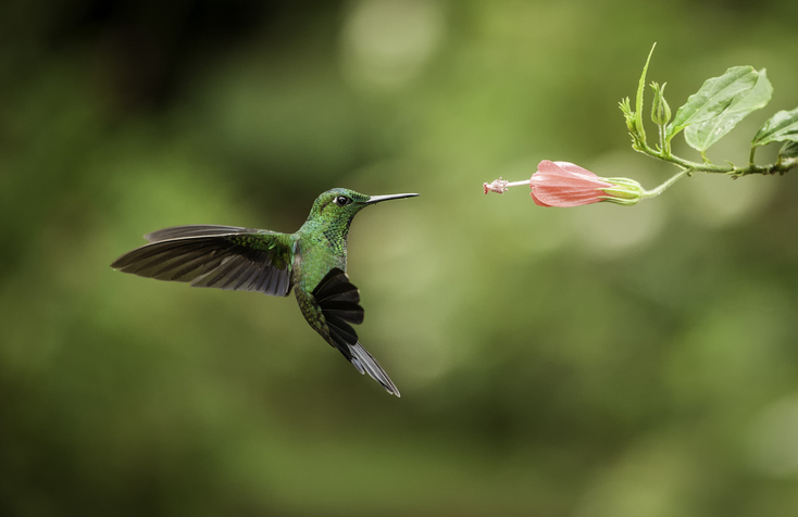 Striped-tailed hummingbird frozen in flight while feeding.